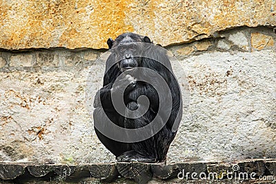 close up chimpanzee portrait Pan troglodytes in zoo Stock Photo