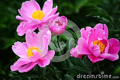 Chinese herbaceous peony Stock Photo