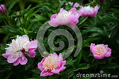 Chinese herbaceous peony Stock Photo