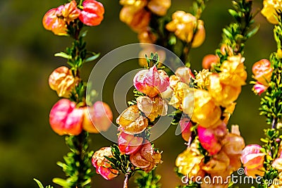 Close Up of Chinese Lantern Tree Flowers in the Little Karoo region of the Western Cape Province Stock Photo