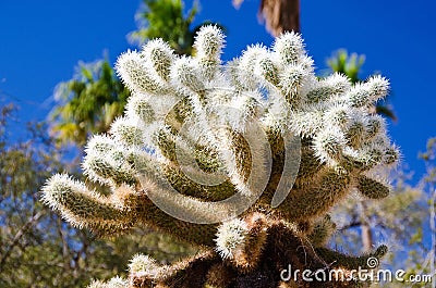 Close up of a Cholla cactus Stock Photo