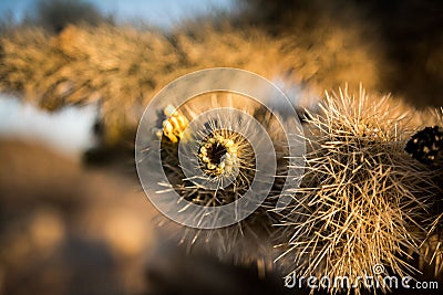 Close Up of a Cholla Cactus at Sunrise Stock Photo