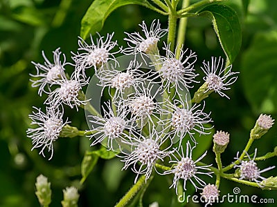 Close up Christmas bush flower Stock Photo