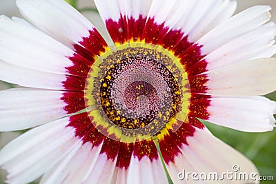 Chrysanthemum carinatum - Painted Daisy - Flower - Close up - Garden nursery - Botanical - Plants - Floristry Stock Photo