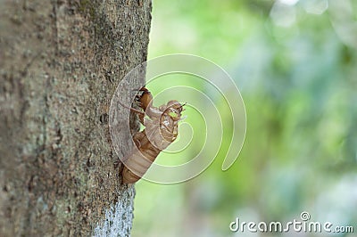 Close up cicada shell Stock Photo