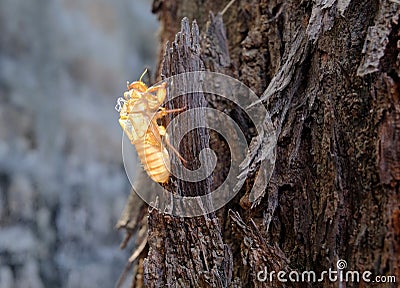 Close up Cicada slough or molt Stock Photo