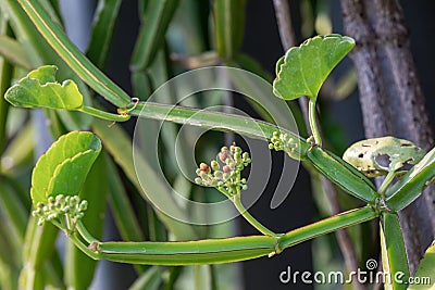 Close up Cissus quadrangularis herb plant.Commonly known as Veldt grape,devil`s backbone,adamant creeper,asthisamharaka or hadjod. Stock Photo