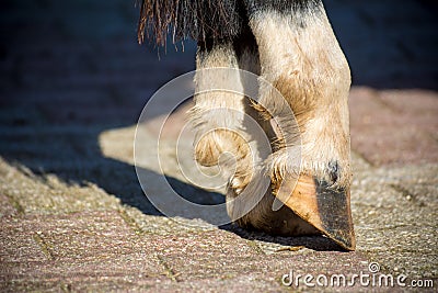 Close Up Of Clear Hooves Of A Standing Horse Stock Photo