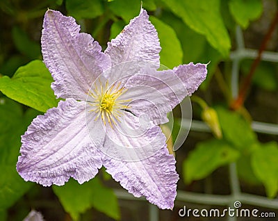 Close-up of a Clematis Alice-Fisk on a Garden Background. Stock Photo