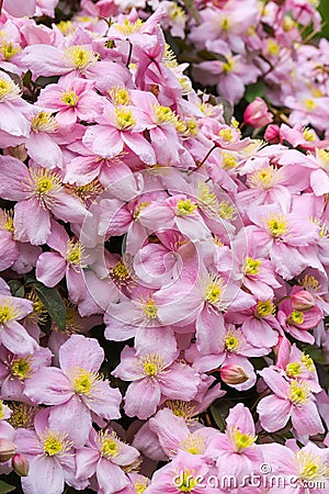 Close up Clematis Montana Pink Perfection Stock Photo