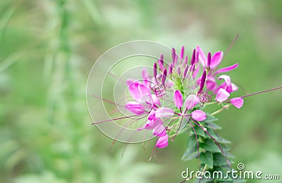 Close up of Cleome flower spider flowers Stock Photo