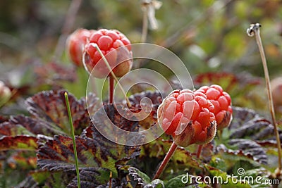 Close-up of cloudberries found on the tundra with blurred background found in Canada`s Arctic Stock Photo