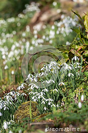 Common snowdrops (galanthus nivalis Stock Photo