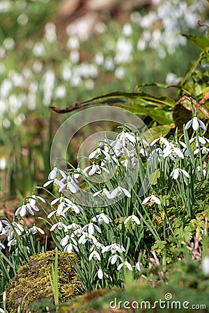 Common snowdrops (galanthus nivalis Stock Photo