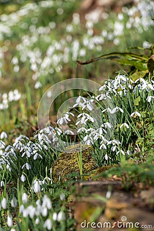 Common snowdrops (galanthus nivalis Stock Photo