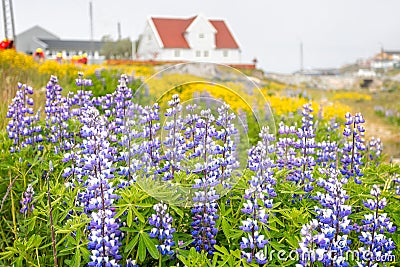 Close up of cluster of blue and white wild Lupins in Qaqortoq, Greenland Stock Photo