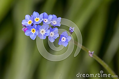 Close up of cluster of blue and yellow forget me nots flowers Stock Photo