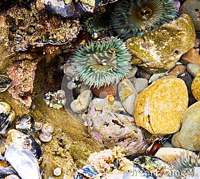 Close up of cluster of colorful sea anemone, black turban snail and muscles at the tide pool in Laguna Beach California. Colorful Stock Photo