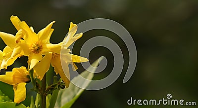 A close-up of a cluster of golden yellow iris flowers Stock Photo