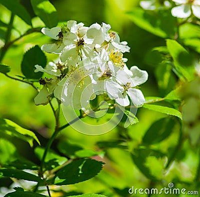 Meadowsweet, Spiraea alba Stock Photo