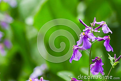 Close up of a cluster of purple wildflowers are blooming in the garden. Stock Photo