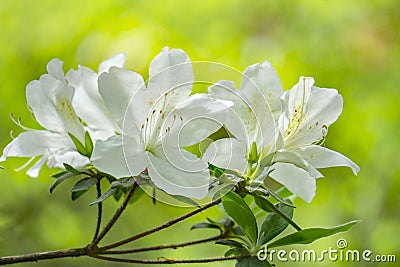 Close-up of a Cluster of White Azalea Wildflowers Stock Photo