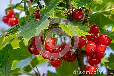 Close up of clusters of red currant berries growing in a shrub Stock Photo