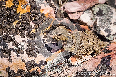 Close up of a Coast Horned Lizard Phrynosoma Coronatum blending with a rocky terrain, Pinnacles National Park, California Stock Photo