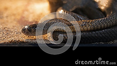 Close-up of a cobra coiled on the ground. Stock Photo