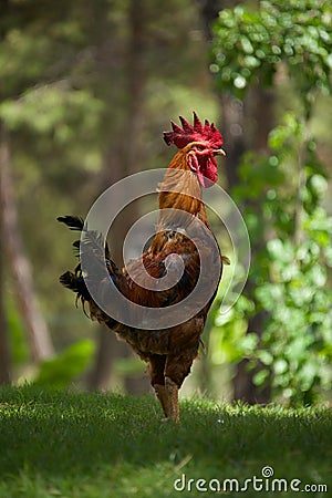 Close-up of cockerel in shaft of sunlight Stock Photo