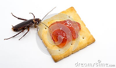 Close up cockroach on the Biscuit with red jam.Cockroach eating Biscuit on white background background. Stock Photo