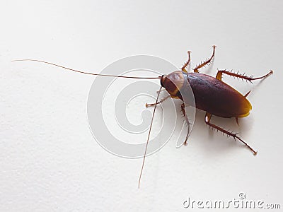 Close up of cockroach on wall Stock Photo