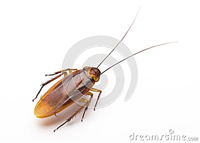 Close up cockroach on white background Stock Photo