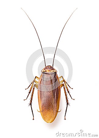 Close up cockroach on white background Stock Photo