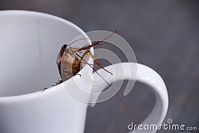 Close up cockroach in white cup drink Stock Photo