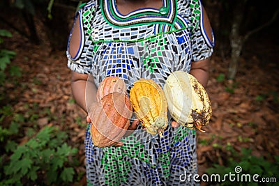 Close-up of cocoa pods of different colors held in the hand by a farmer Stock Photo