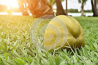 Close-up coconut on the ground lawn Stock Photo