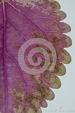 Coleus Leaf Stock Photo