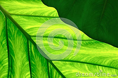 Close up of Colocasia esculenta (Taro) Stock Photo