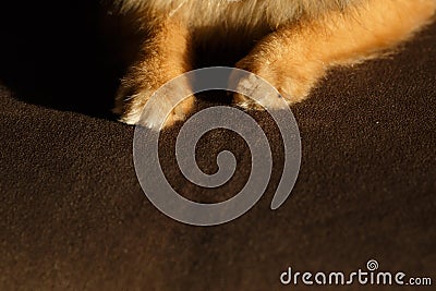 Close Up of Colored Puppy Paw Stock Photo