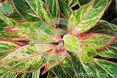 Colorful aglaonema ornamental plants blooming in garden , top view green leaves with red line edge patterns texture for nature Stock Photo