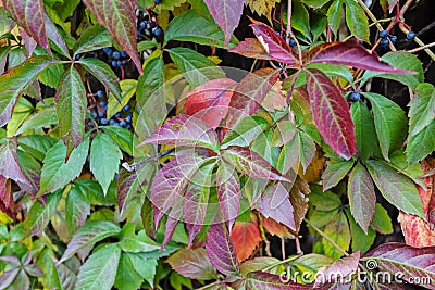 Colorful autumn leaves Stock Photo