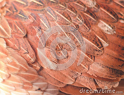 Colorful brown or red chicken feather texture for background Stock Photo