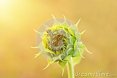 Close up colorful bugs on the young sunflower. Stock Photo