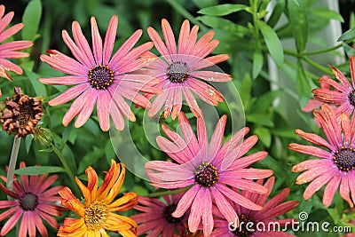 COLORFUL BUNCH OF GERBER DAISIES Stock Photo