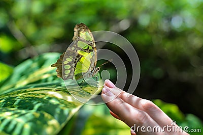 Close-up colorful butterfly sitting on woman's hand Stock Photo