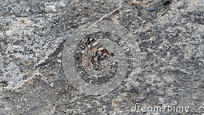 Close up of a colorful butterfly on the wall Stock Photo