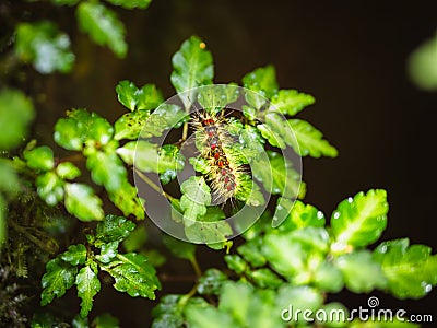 Close-up of a colorful caterpillar. Stock Photo