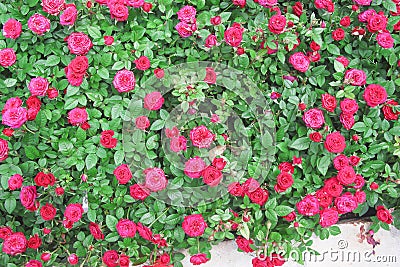 Colorful fresh red roses flower blooming garden with green leaf and stem , natural patterns water drops in the morning top view Stock Photo