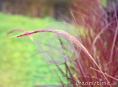 Close up of colorful grass field Stock Photo